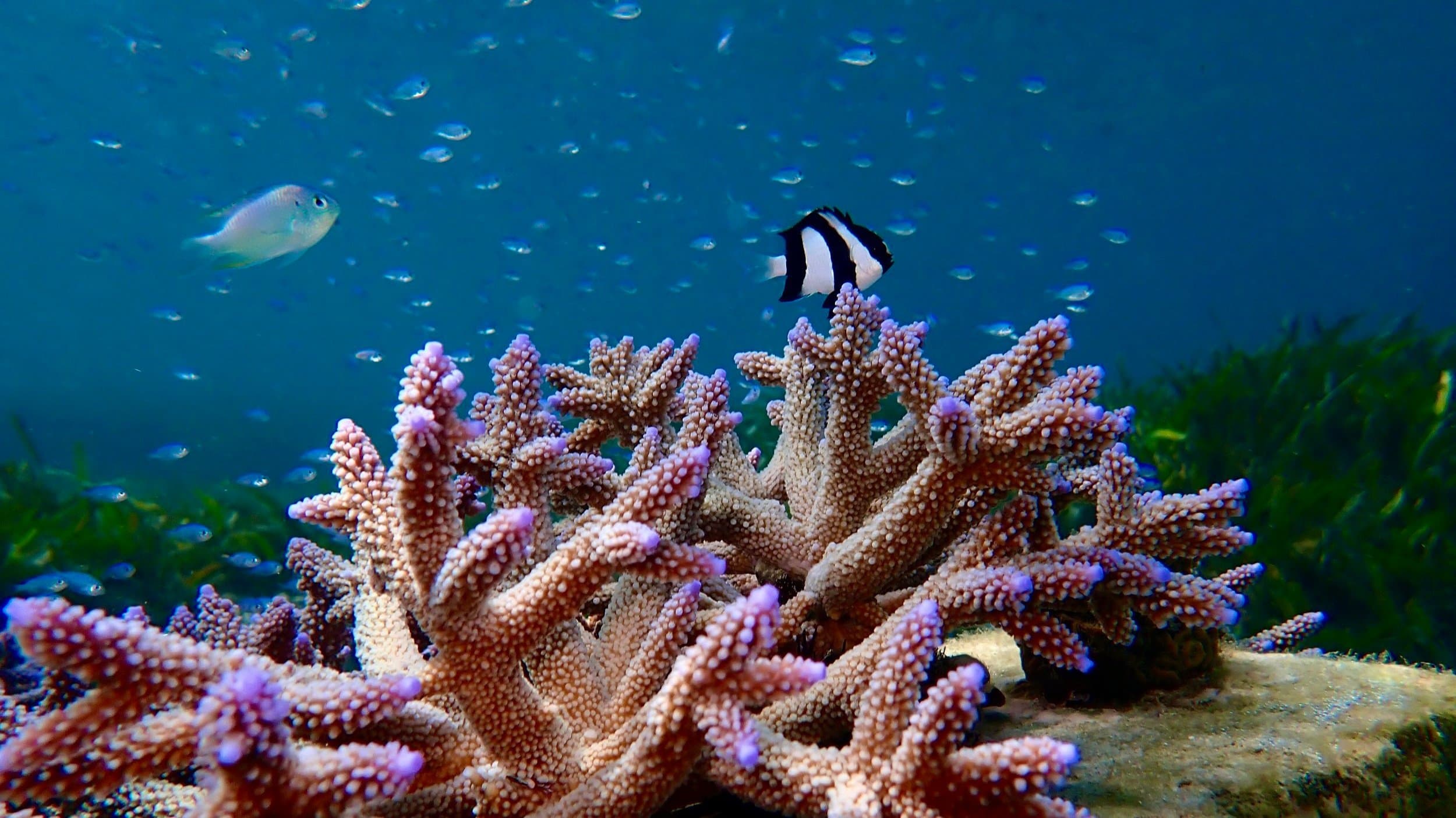 An image of Coral reef ecosystem recovery