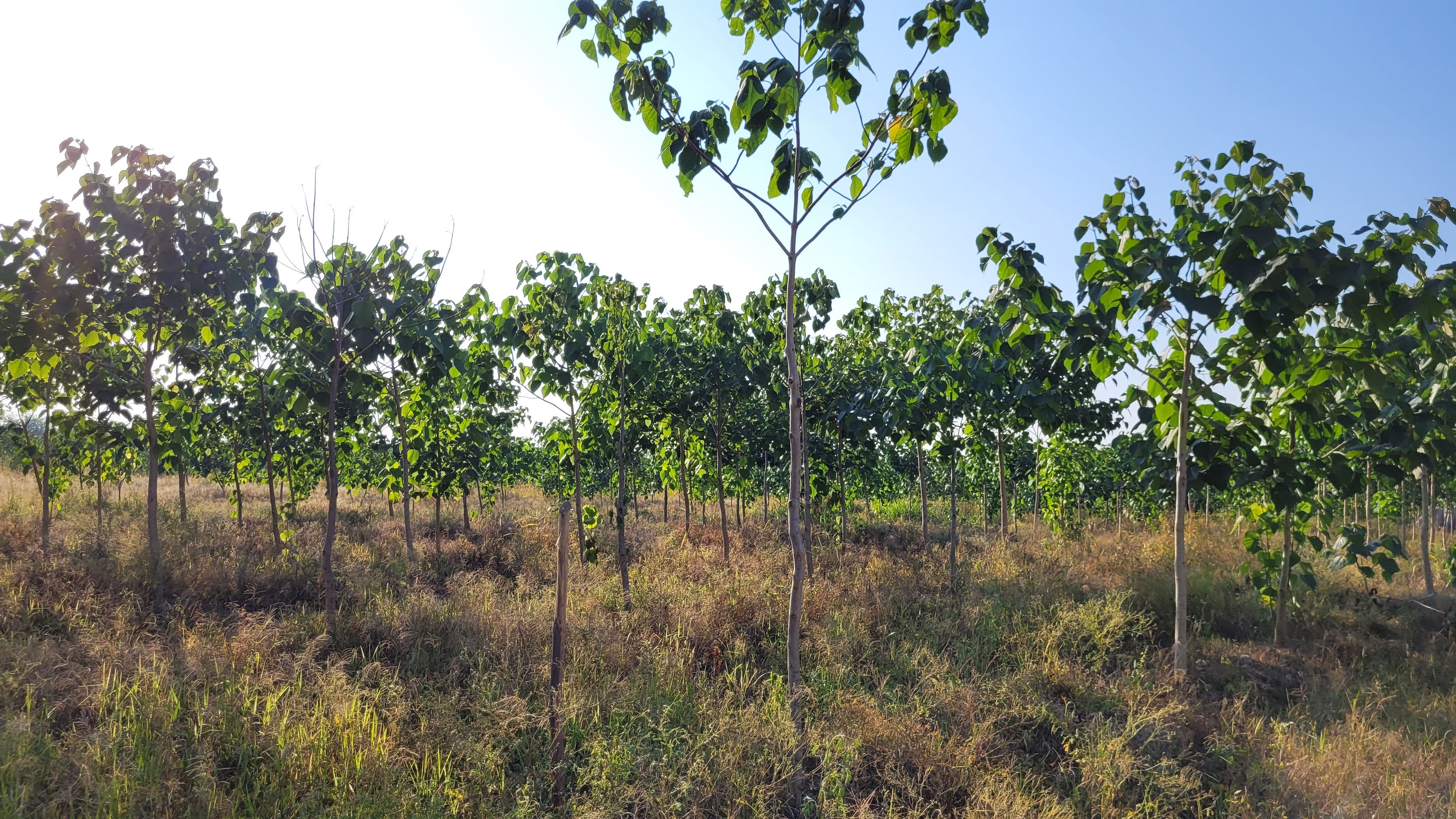 An image of Reforestation in Mexico